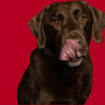 Can Dogs Eat Hot Dogs.